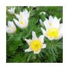 Anemone Pulsatilla vulgaris 'Alba'  - Nyugati kökörcsin