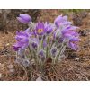 Anemone Pulsatilla vulgaris  - Nyugati kökörcsin