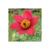 Anemone Pulsatilla vulgaris 'Rubra'  - Nyugati kökörcsin