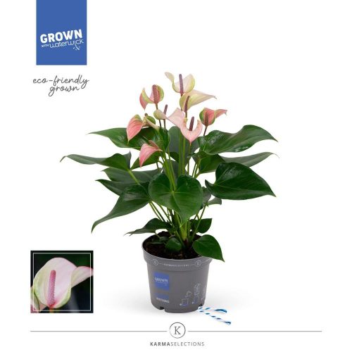 Anthurium Karma 'Hotlips' - Flamingóvirág