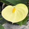 Anthurium 'Vanilla' - Flamingóvirág