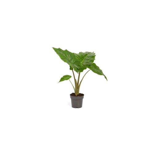 Alocasia portodora - Alokázia