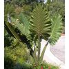 Alocasia portodora - Alokázia