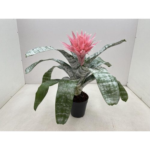 Aechmea primera - Lándzsarózsa