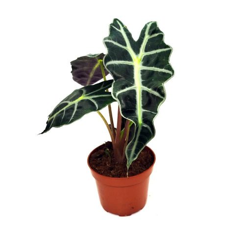 Alocasia 'Polly' - Ördöglevél