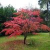 Acer palmatum 'Atropurpureum' - Japán juhar