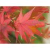 Acer palmatum 'Atropurpureum' - Japán juhar