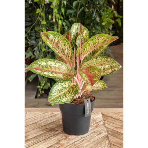 Aglaonema  'Painted celebration' - Rákvirág