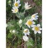 Anemone Pulsatilla vulgaris MIX - Nyugati kökörcsin