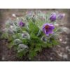 Anemone Pulsatilla vulgaris MIX - Nyugati kökörcsin