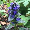 Ajuga reptans - Indás ínfű