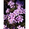 Arabis caucasica 'Rosea' - Ikravirág