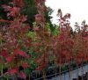 Acer rubrum 'Brandywine' - Vörös juhar