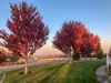 Acer rubrum 'Brandywine' - Vörös juhar