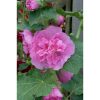 Alcea rosea "Double Pink" - Mályvarózsa