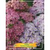 Achillea millefolium 'Rainbow Ending Blue' - Cickafark