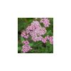 Achillea millefolium 'Rainbow Ending Blue' - Cickafark