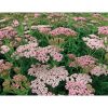 Achillea millefolium 'Rainbow Ending Blue' - Cickafark