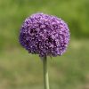 Allium senescens 'Ambassador' - Díszhagyma