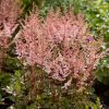 Astilbe 'Spotlight' - Tollbuga