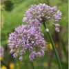 Allium senescens 'Lisa Green' - Díszhagyma