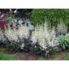 Astilbe 'Snow Spirit' - Tollbuga