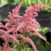 Astilbe 'Darwin's Dream' - Tollbuga