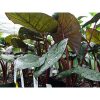 Alocasia sarawakensis 'Yucatan Princ' - Alokázia