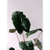 Alocasia sarawakensis "Yucatan Princess" - Lila óriás elefántfül