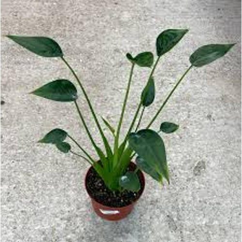 Alocasia 'Tiny Dancer' - Alokázia