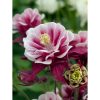 Aquilegia vulgaris ‘Winky Double Rose and White’ – harangláb