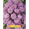 Aster 'Woods pink' - Őszirózsa