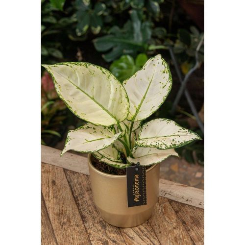 Aglaonema 'White joy' - Rákvirág