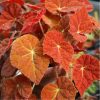 Begonia 'Autumn Ember Super orange' - Begónia