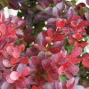 Berberis thunbergii 'Atropurpurea Nana' - japán vérborbolya