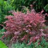 Berberis thunbergii 'Dart's Red Lady' – Japán vérborbolya