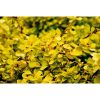 Berberis thunbergii 'Goldalita' - Japán törpe borbolya (arany)