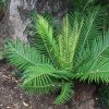 Blechnum 'Silver Lady' - Bordapáfrány