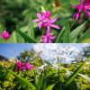 Bletilla Garden Orchid - Kerti orchidea - Jácintorchidea