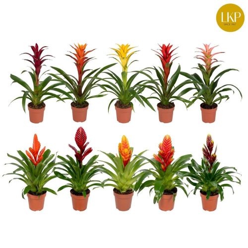 Bromelia mix - Bromélia