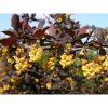 Berberis x ottawensis 'Superba' - Vérborbolya