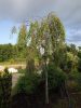 Betula pendula 'Gracilis' – Közönséges nyír