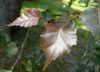 Betula pendula 'Purpurea' - Bordó levelű nyírfa