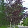 Betula pendula 'Purpurea' - Bordó levelű nyírfa