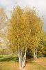 Betula pubescens 'Yellow Wings' – Molyhos nyír