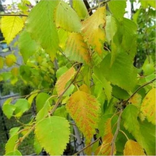 Betula pubescens 'Yellow Wings' – Molyhos nyír