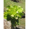 Brighamia insignis 'Hawaii Palm' - Hawaii Pálma