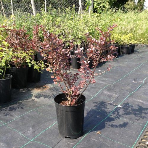 Berberis thunbergii 'Atropurpurea' - Japán vérborbolya