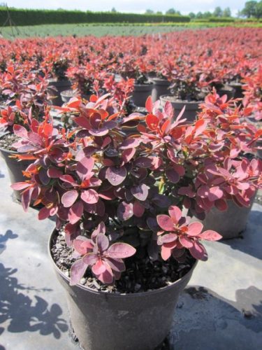 Berberis thunbergii -'Golden Ring' - Japán borbolya