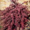 Berberis thunbergii -'Golden Ring' - Japán borbolya